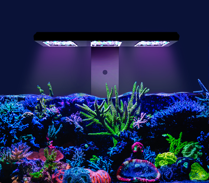 Reef Factory Reef flare Pro M 160 W (black)