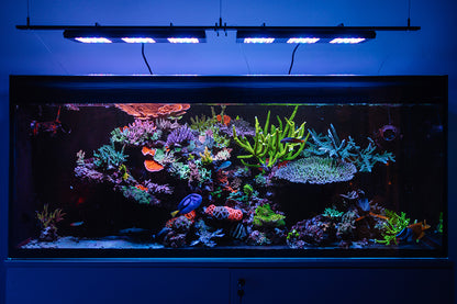 Reef Factory Reef flare Pro L 240 W (black)