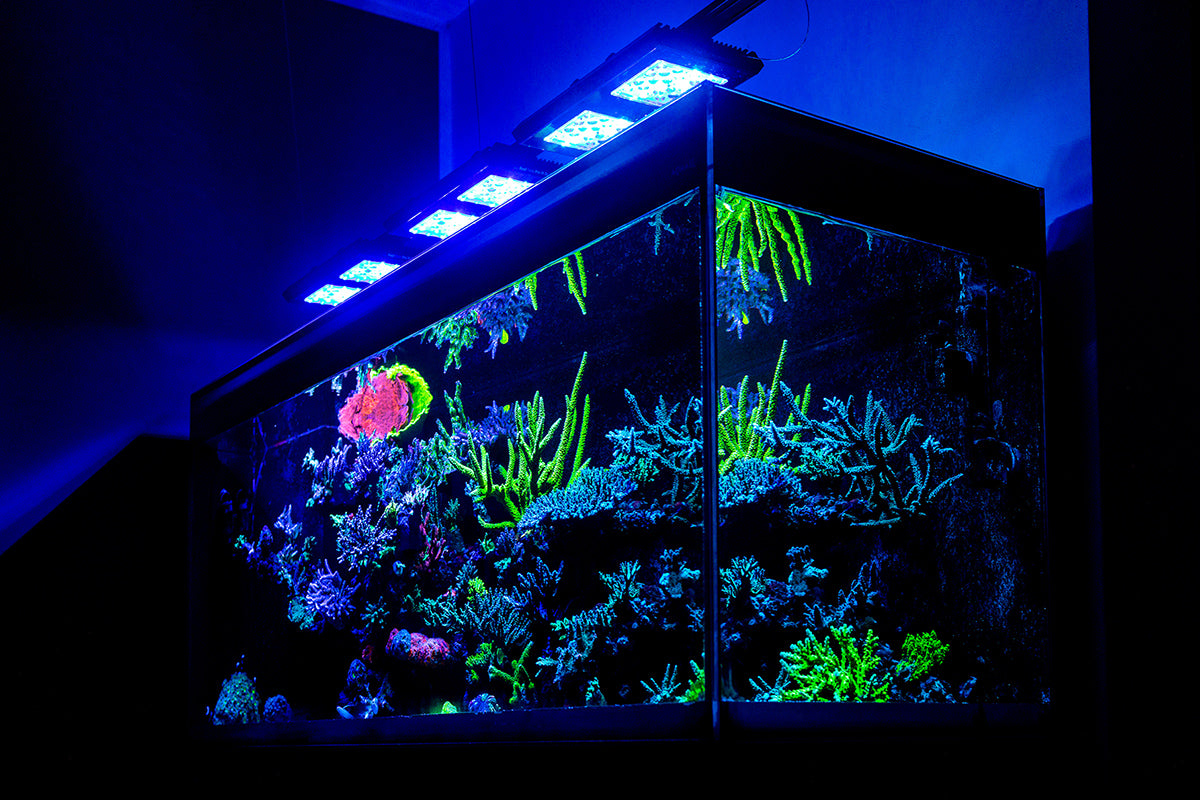 Reef Factory Reef flare Pro Blue S 65 W (white)