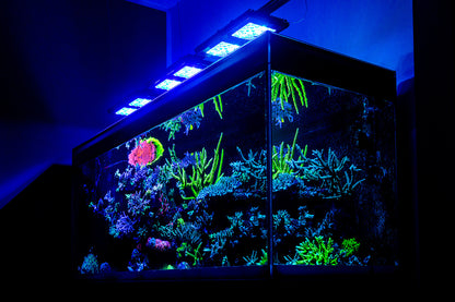 Reef Factory Reef flare Pro Blue S 65 W (white)