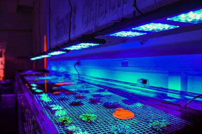 Reef Factory Reef flare Pro S 80 W (black)