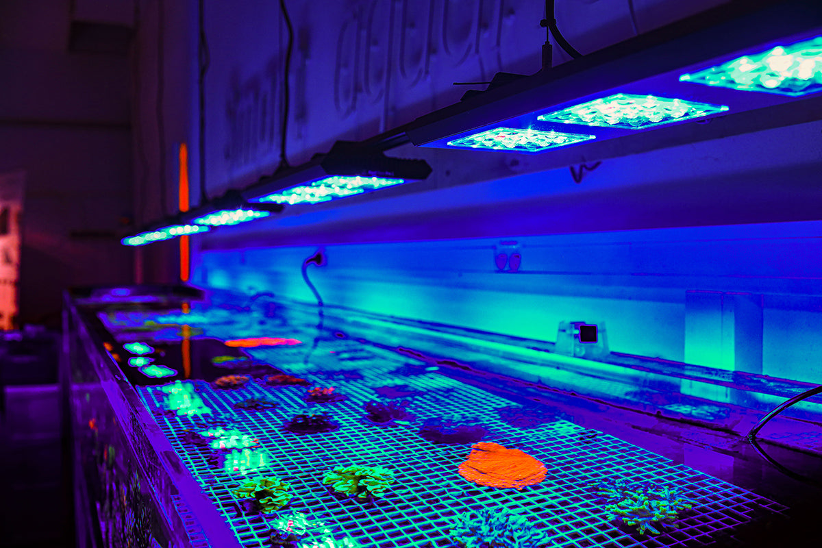 Reef Factory Reef flare Pro M 160 W (black)